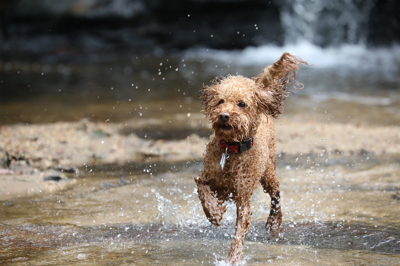 Understanding Common Dog Breeds and Their Health Needs